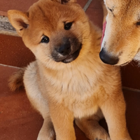 Shiba inu ultimo cucciolo prestigioso pedigree