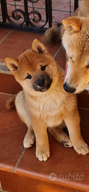 Shiba inu ultimo cucciolo prestigioso pedigree