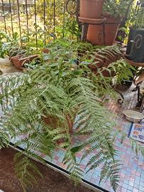 Pianta grande di felce Athyrium filix, in vaso