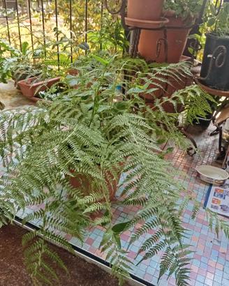 Pianta grande di felce Athyrium filix, in vaso