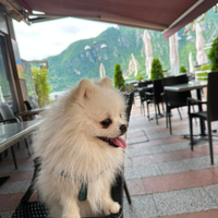 Cane per accoppiamento Pomerania