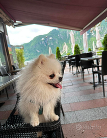 Cane per accoppiamento Pomerania