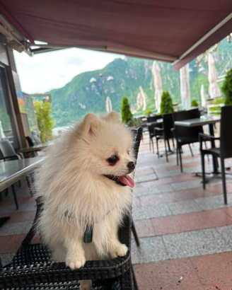 Cane per accoppiamento Pomerania