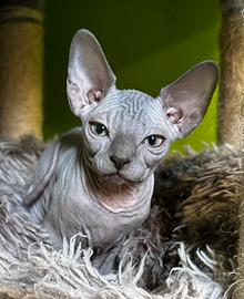 Cucciolo Sphynx