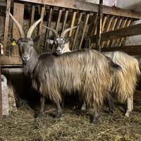 Capra orobica