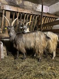 Capra orobica