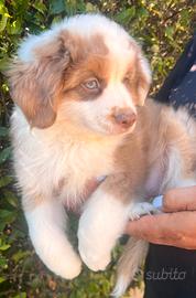 Miniature American Shepherd - Miniaussie 