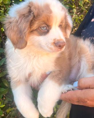 Miniature American Shepherd - Miniaussie 