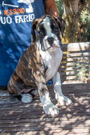 Cuccioli di boxer