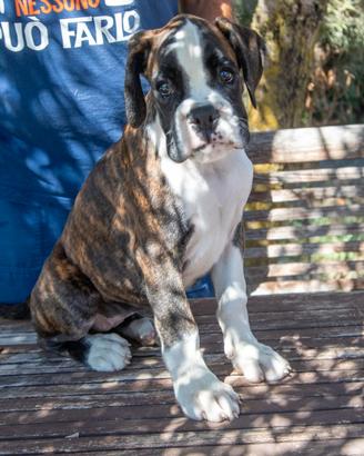 Cuccioli di boxer