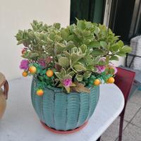 vaso smaltato con pianta