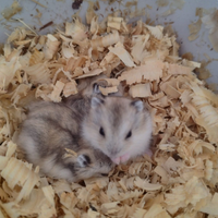 Criceti siberiberiano
