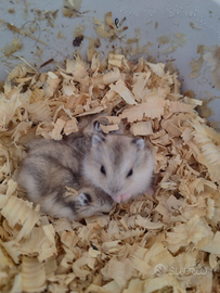 Criceti siberiberiano