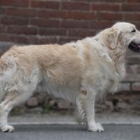 GOLDEN RETRIEVER MASCHIO disponibile per MONTA
