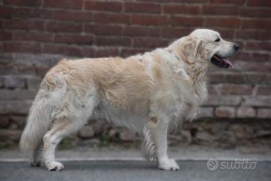 GOLDEN RETRIEVER MASCHIO disponibile per MONTA