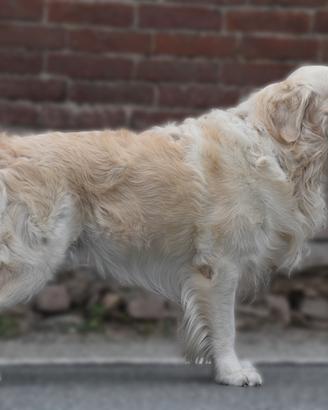 GOLDEN RETRIEVER MASCHIO disponibile per MONTA