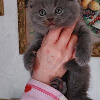 Scottish fold