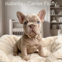 Cuccioli Bulldog francese esotico