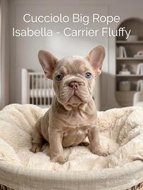 Cuccioli Bulldog francese esotico