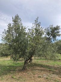 Potatore certificato olivi