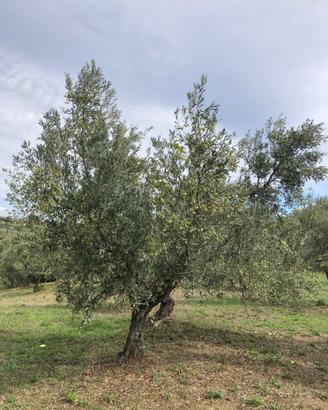 Potatore certificato olivi