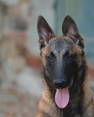 Pastore Belga Malinois 