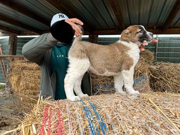 Pastore dell Asia centrale
