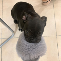 Cucciolo bulldog francese