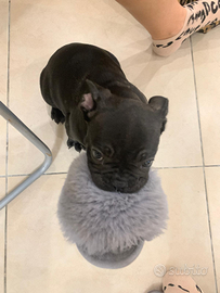 Cucciolo bulldog francese