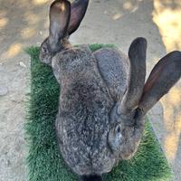 Conigli razza fiandra