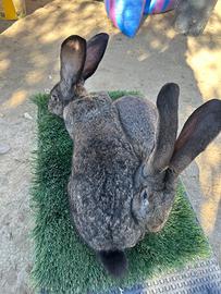 Conigli razza fiandra