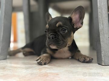 Bull dog