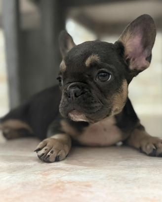 Bull dog