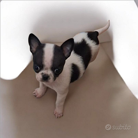 Chihuahua maschietto