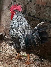 Gallo