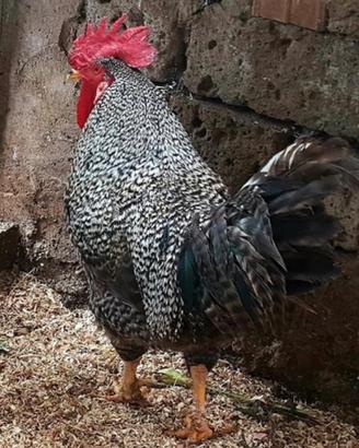 Gallo