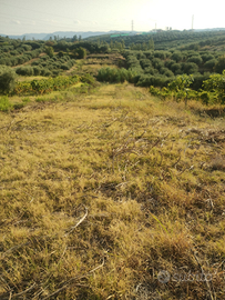 Vendita terreno agricolo