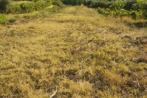 Vendita terreno agricolo