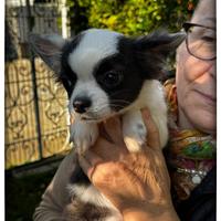 Cuccioli Chihuahua