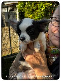 Cuccioli Chihuahua
