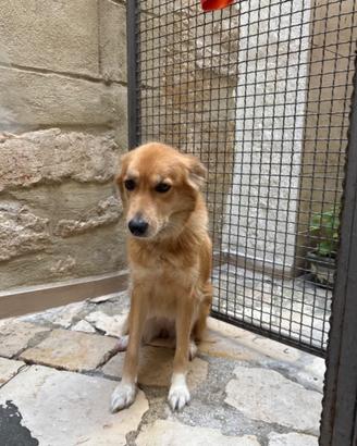 Meticio lupo e pastore