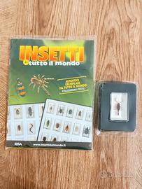 Scorpione Cinese RBA - Insetti del mondo - NUOVO