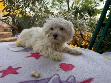 Cucciolo Maltese – 2 mesi – bianco