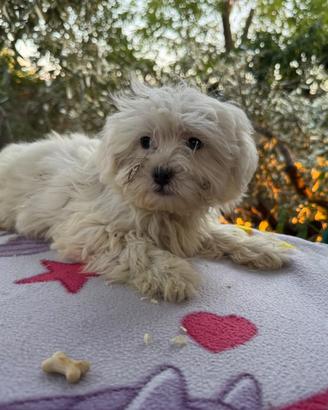 Cucciolo Maltese – 2 mesi – bianco
