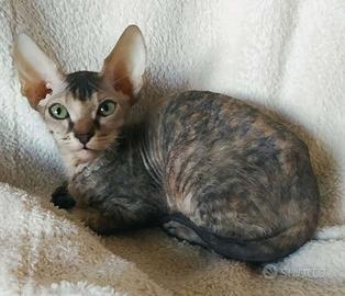 Gattina don sphynx tortie tabby ( consegna)