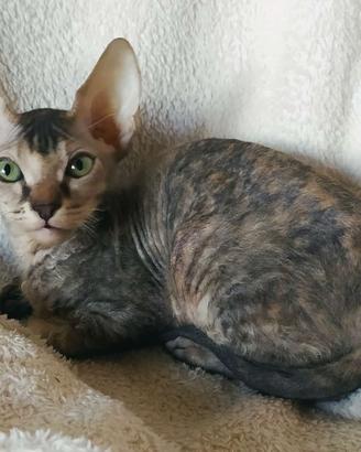 Gattina don sphynx tortie tabby ( consegna)