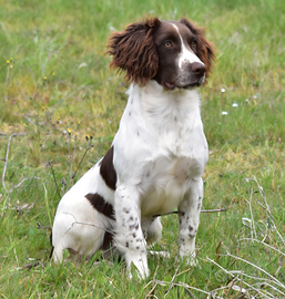 Cucciolone Springer Spaniel