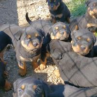 Cuccioli di rottweiler