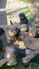 Cuccioli di rottweiler