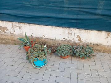 Piante grasse perenni
